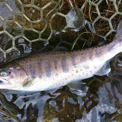 ひっさしぶりのフライフィッシング ～フィッシング母袋～